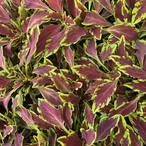 Coleus 'Le Freak' Live Plant – 4.5