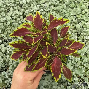 Coleus 'Le Freak' Live Plant – 4.5