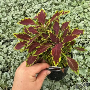 Coleus 'Le Freak' Live Plant – 4.5