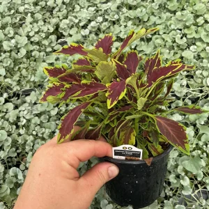 Coleus 'Le Freak' Live Plant – 4.5