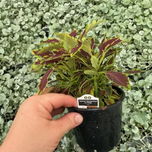 Coleus 'Le Freak' Live Plant – 4.5