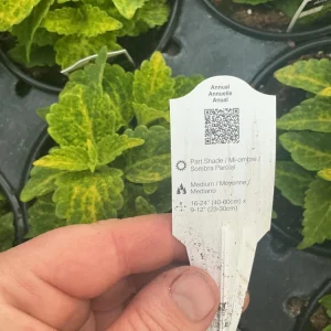 Coleus Main Street River Walk Live Plant – 4.5 inch Pot – Vibrant Foliage - Image 10