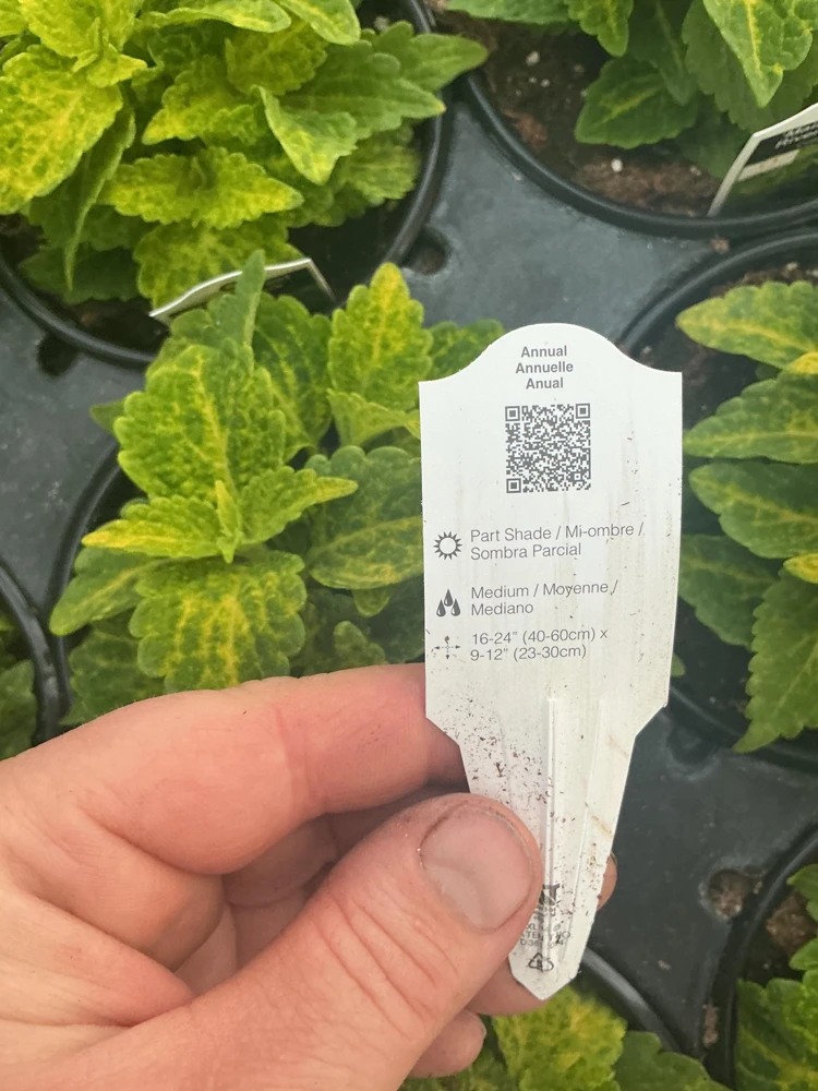 Coleus Main Street River Walk Live Plant – 4.5 inch Pot – Vibrant Foliage - Image 10