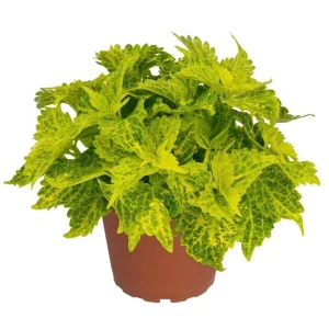 Coleus Main Street River Walk Live Plant – 4.5 inch Pot – Vibrant Foliage - Image 2