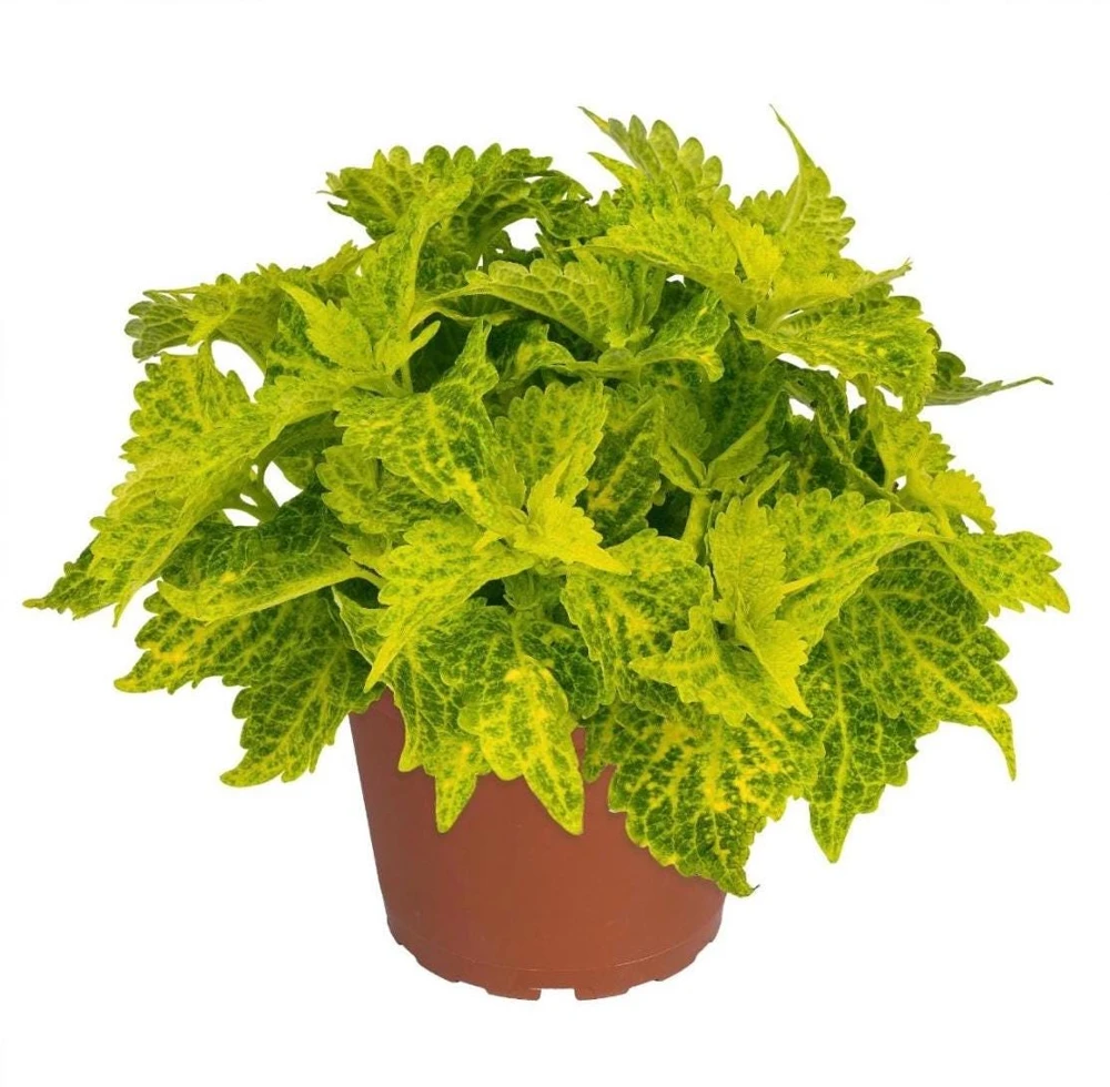 Coleus Main Street River Walk Live Plant – 4.5 inch Pot – Vibrant Foliage - Image 2