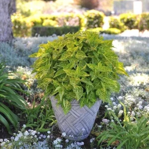 Coleus Main Street River Walk Live Plant – 4.5 inch Pot – Vibrant Foliage - Image 3