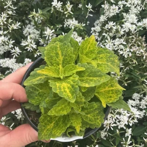 Coleus Main Street River Walk Live Plant – 4.5 inch Pot – Vibrant Foliage - Image 4