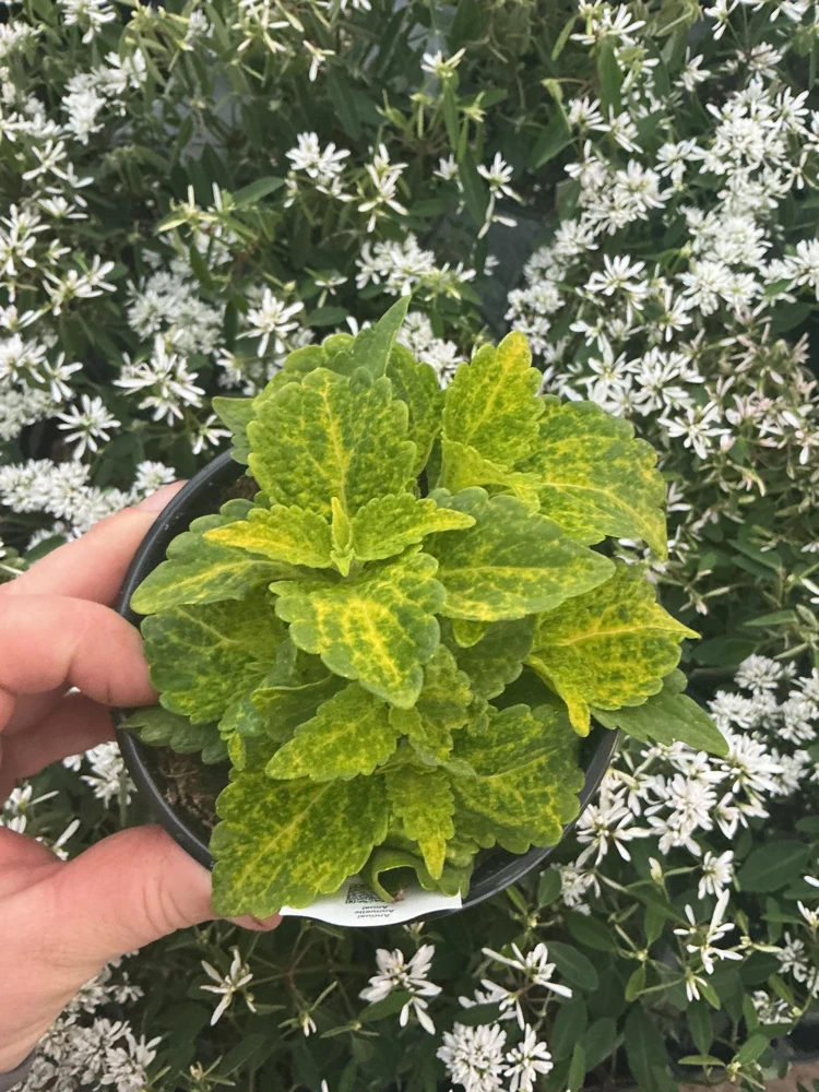 Coleus Main Street River Walk Live Plant – 4.5 inch Pot – Vibrant Foliage - Image 4