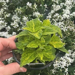 Coleus Main Street River Walk Live Plant – 4.5 inch Pot – Vibrant Foliage - Image 5