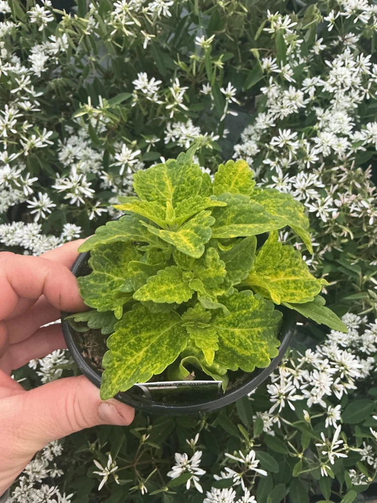 Coleus Main Street River Walk Live Plant – 4.5 inch Pot – Vibrant Foliage - Image 5