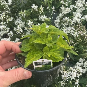 Coleus Main Street River Walk Live Plant – 4.5 inch Pot – Vibrant Foliage - Image 6