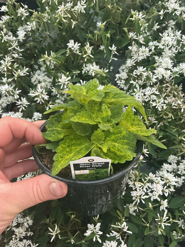 Coleus Main Street River Walk Live Plant – 4.5 inch Pot – Vibrant Foliage - Image 6