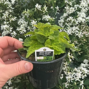 Coleus Main Street River Walk Live Plant – 4.5 inch Pot – Vibrant Foliage - Image 7