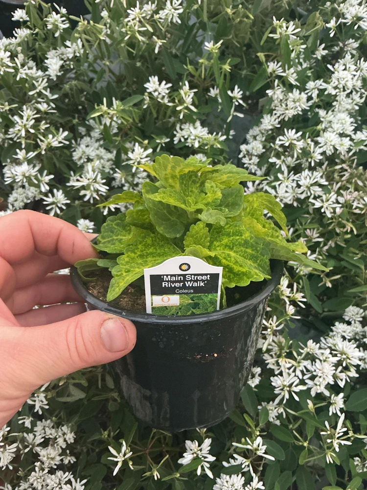 Coleus Main Street River Walk Live Plant – 4.5 inch Pot – Vibrant Foliage - Image 7