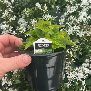 Coleus Main Street River Walk Live Plant – 4.5 inch Pot – Vibrant Foliage - Image 8