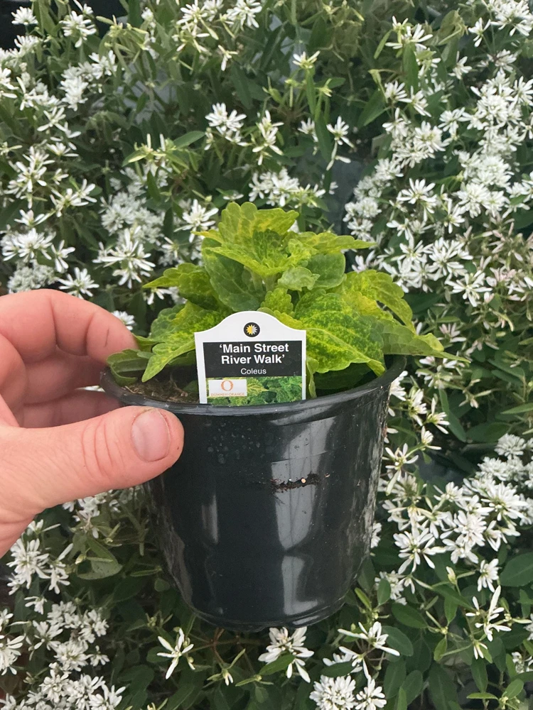 Coleus Main Street River Walk Live Plant – 4.5 inch Pot – Vibrant Foliage - Image 8