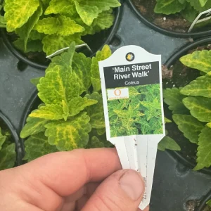 Coleus Main Street River Walk Live Plant – 4.5 inch Pot – Vibrant Foliage - Image 9
