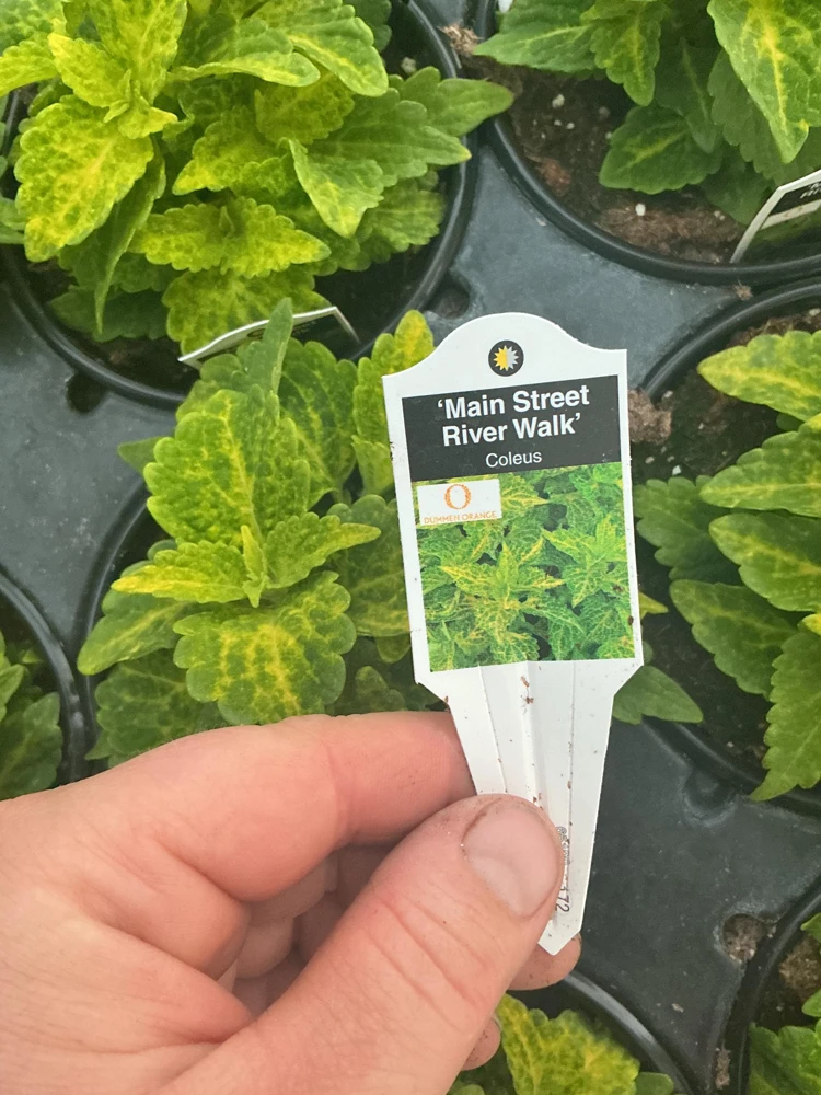 Coleus Main Street River Walk Live Plant – 4.5 inch Pot – Vibrant Foliage - Image 9