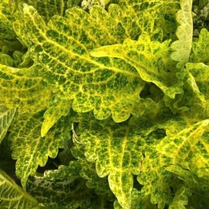 Coleus Main Street River Walk Live Plant – 4.5 inch Pot – Vibrant Foliage - Image 1
