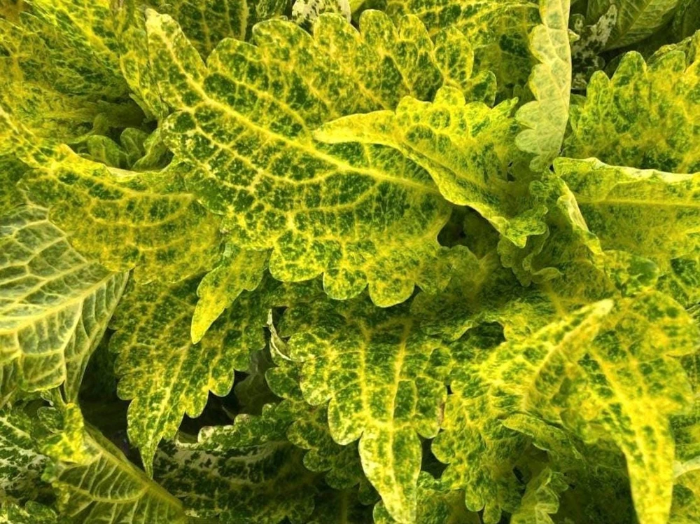 Coleus Main Street River Walk Live Plant – 4.5 inch Pot – Vibrant Foliage - Image 1