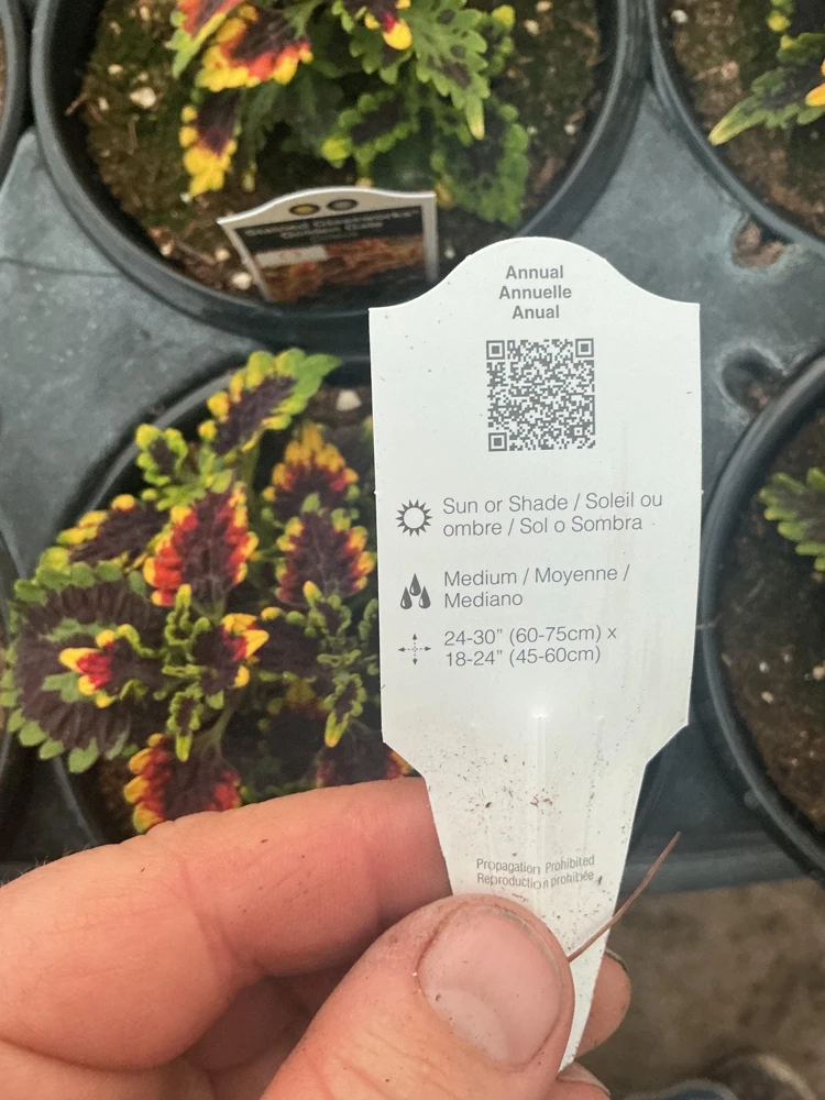Coleus 'Stained Glassworks Golden Gate' Live Plant 4.5 inch Pot Indoor/Outdoor - Image 10