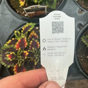 Coleus Stained Glassworks Golden Gate Live Plant 4.5