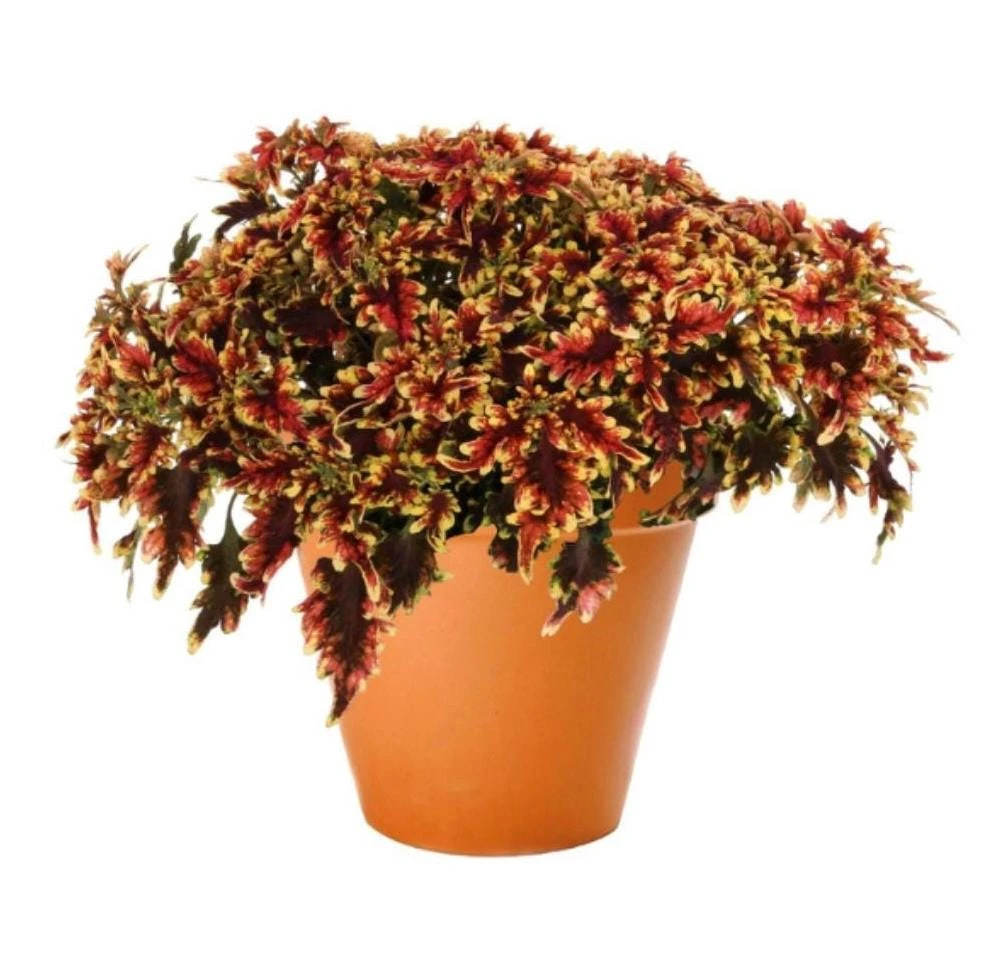 Coleus 'Stained Glassworks Golden Gate' Live Plant 4.5 inch Pot Indoor/Outdoor - Image 2