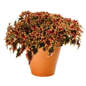 Coleus Stained Glassworks Golden Gate Live Plant 4.5