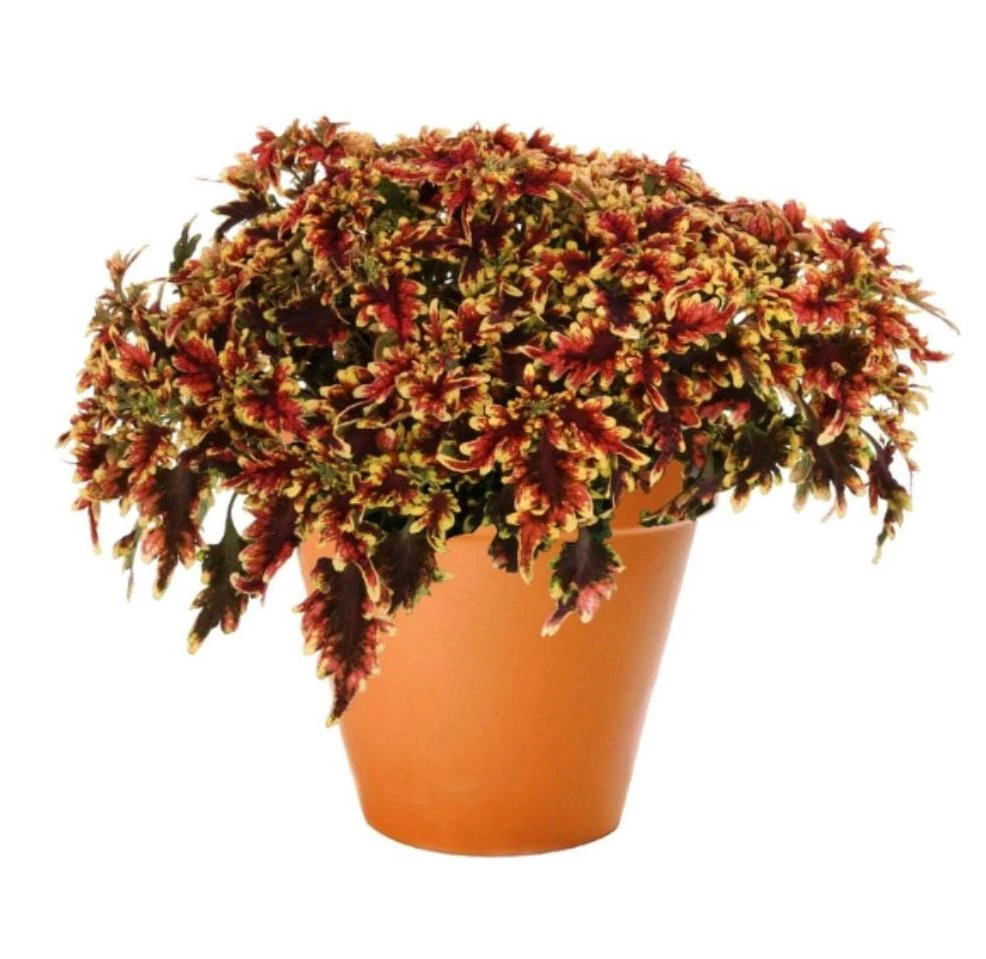 Coleus Stained Glassworks Golden Gate Live Plant 4.5" Pot - Indoor/Outdoor - Image 2