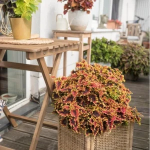 Coleus Stained Glassworks Golden Gate Live Plant 4.5