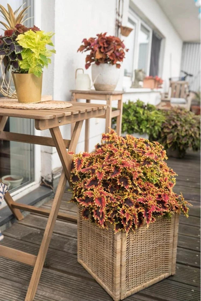 Coleus Stained Glassworks Golden Gate Live Plant 4.5" Pot - Indoor/Outdoor - Image 3
