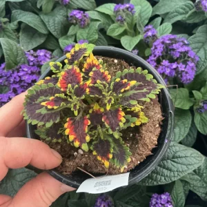 Coleus Stained Glassworks Golden Gate Live Plant 4.5
