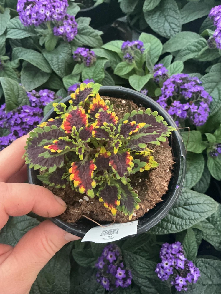 Coleus 'Stained Glassworks Golden Gate' Live Plant 4.5 inch Pot Indoor/Outdoor - Image 4