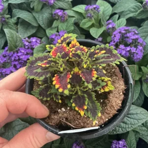 Coleus Stained Glassworks Golden Gate Live Plant 4.5
