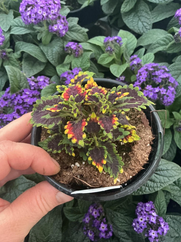 Coleus 'Stained Glassworks Golden Gate' Live Plant 4.5 inch Pot Indoor/Outdoor - Image 5