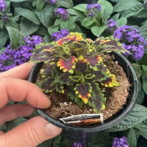 Coleus Stained Glassworks Golden Gate Live Plant 4.5