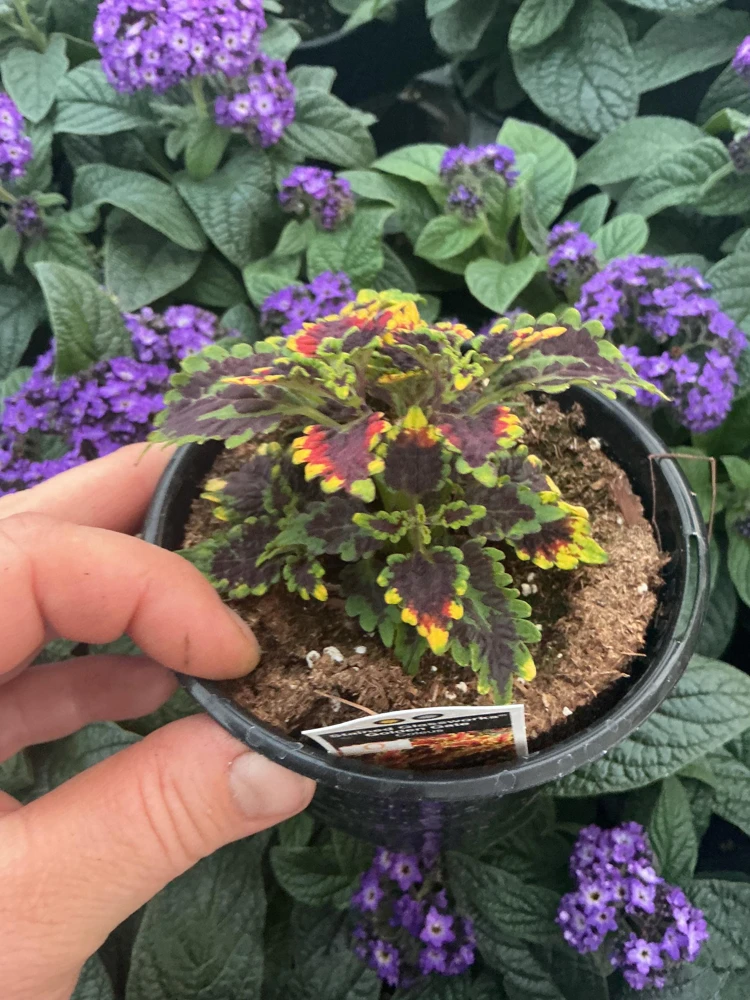 Coleus Stained Glassworks Golden Gate Live Plant 4.5" Pot - Indoor/Outdoor - Image 6