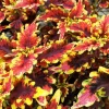 Coleus Stained Glassworks Golden Gate Live Plant 4.5" Pot - Indoor/Outdoor - Image 1