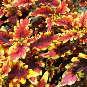 Coleus Stained Glassworks Golden Gate Live Plant 4.5