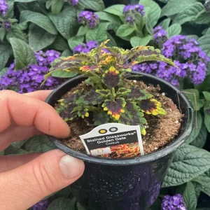 Coleus 'Stained Glassworks Golden Gate' Live Plant 4.5 inch Pot Indoor/Outdoor - Image 7