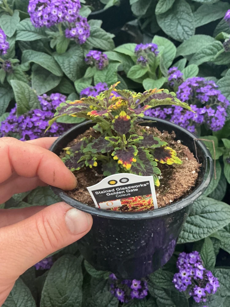 Coleus Stained Glassworks Golden Gate Live Plant 4.5" Pot - Indoor/Outdoor - Image 7