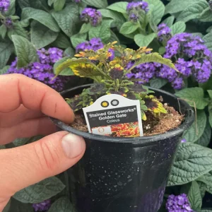 Coleus 'Stained Glassworks Golden Gate' Live Plant 4.5 inch Pot Indoor/Outdoor - Image 8