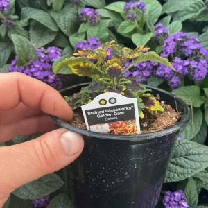 Coleus Stained Glassworks Golden Gate Live Plant 4.5