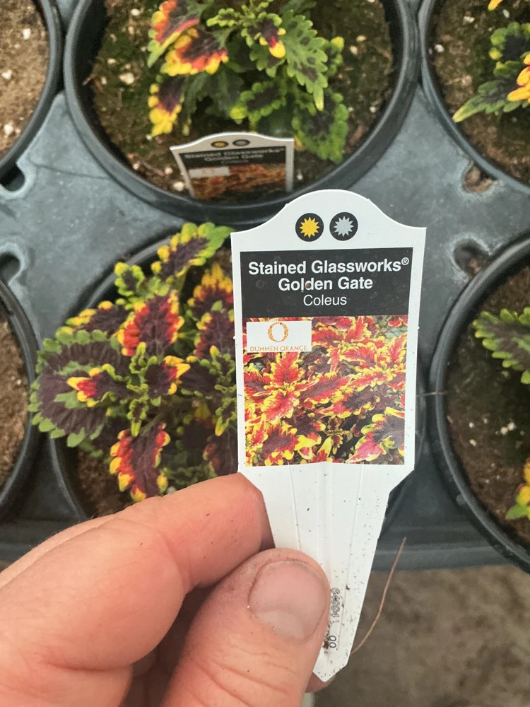 Coleus 'Stained Glassworks Golden Gate' Live Plant 4.5 inch Pot Indoor/Outdoor - Image 9