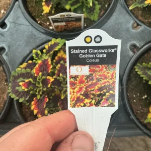 Coleus Stained Glassworks Golden Gate Live Plant 4.5