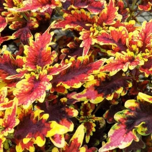 Coleus 'Stained Glassworks Golden Gate' Live Plant 4.5 inch Pot Indoor/Outdoor - Image 1