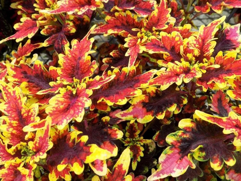 Coleus 'Stained Glassworks Golden Gate' Live Plant 4.5 inch Pot Indoor/Outdoor - Image 1