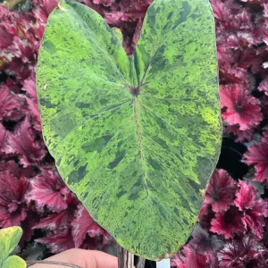 Colocasia Esculenta Mojito Live Plant - 4.5