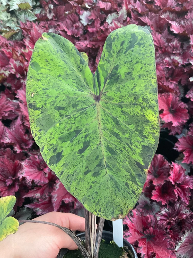Colocasia Esculenta Mojito Live Plant - 4.5" Pot - Indoor/Outdoor Elephant Ear - Image 2