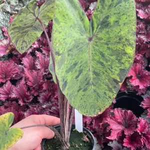 Colocasia Esculenta Mojito Live Plant - 4.5